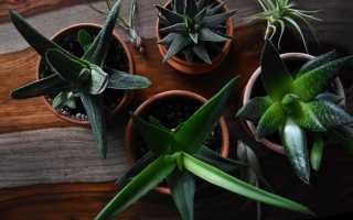 3 популярные комнатные растения