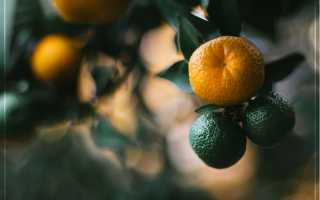 Как вырастить апельсиновое дерево дома