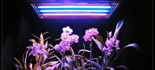 Освещение растений в домашних условиях