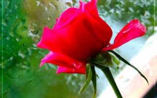 Удобрение для роз в домашних условиях