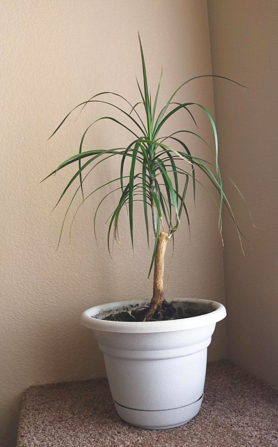 Неприхотливые комнатные растения — Растение Драцена