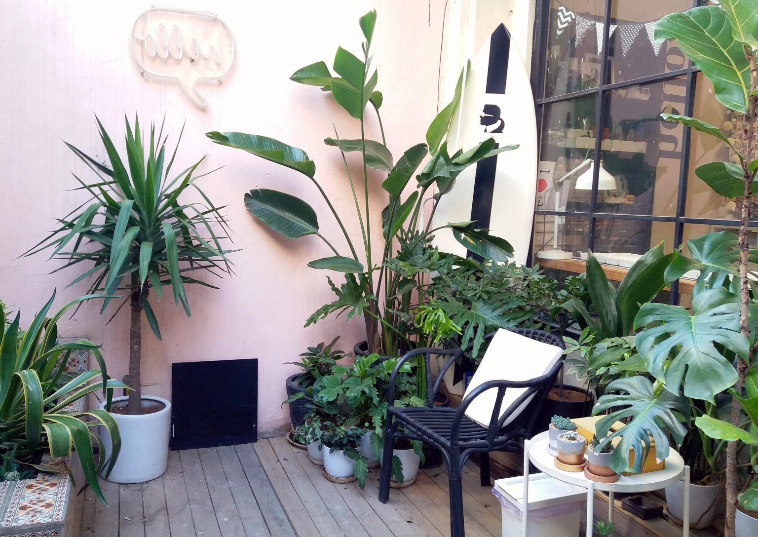 Красивые комнатные растения - наполнят дом душевностью