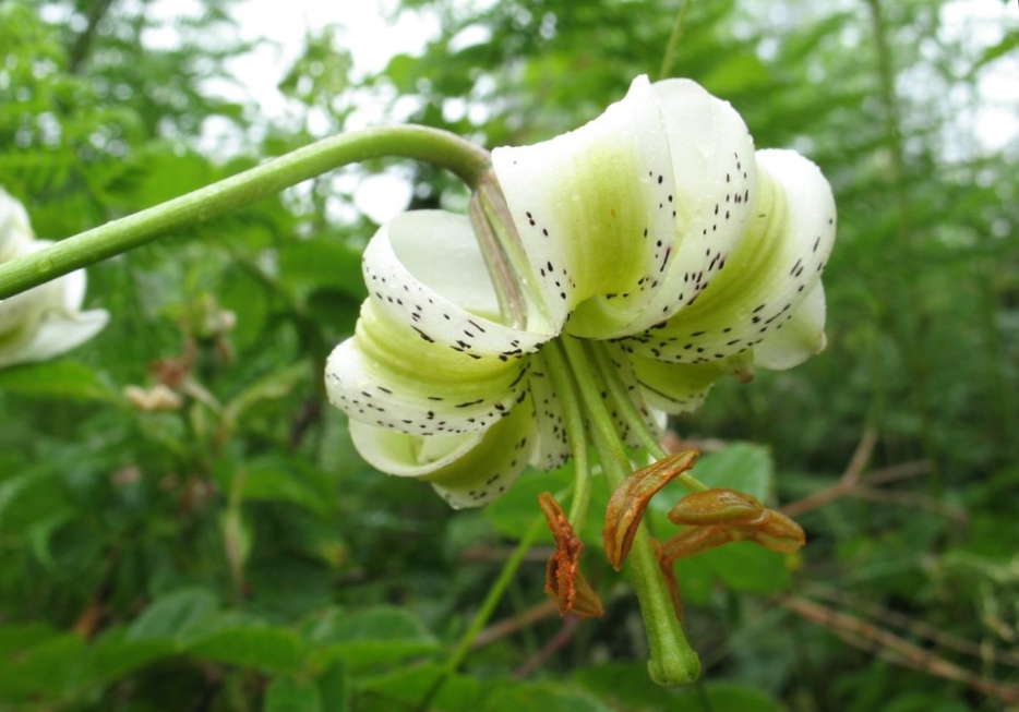 Домашний цветок лилия