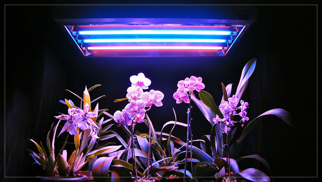Лампы для подсветки домашних растений
