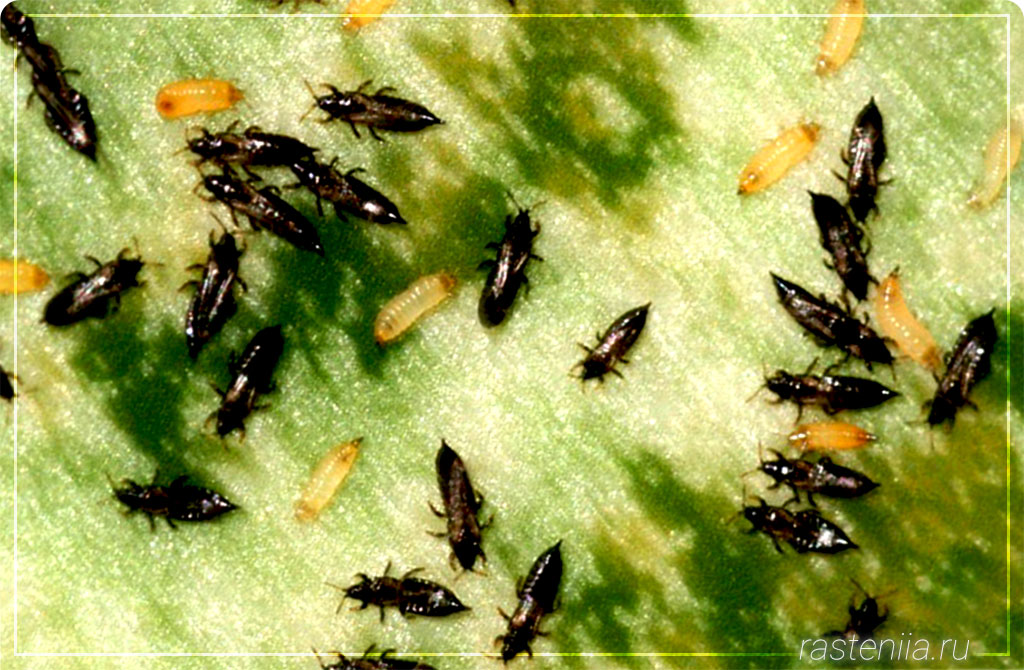 Мелкие насекомые в земле - Трипсы